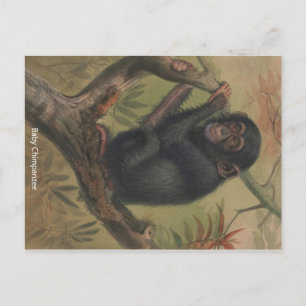 Postale Baby Chimpanzee Vintage Zoological Sketch Carte po