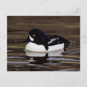 Postale Barrows Goldeneye Wildlife Series # 16 Carte posta