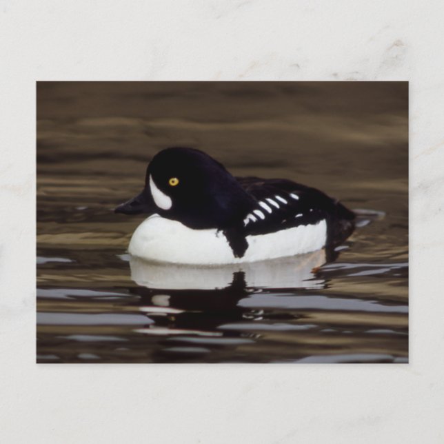 Postale Barrows Goldeneye Wildlife Series # 16 Carte posta (Devant)