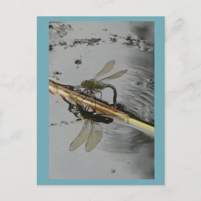 Postale Belle libellule sur l'eau do-it-yourself carte pos (Devant)