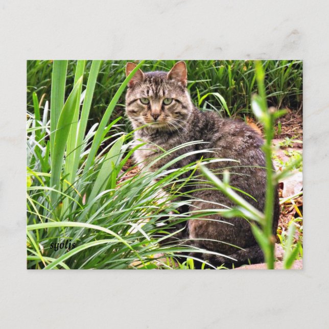 Postale Belle Tabby Chat en Grass Garden Photo Carte posta (Devant)