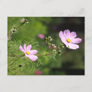 Postale Belles Fleurs de Cosmea do-it-yourself carte posta