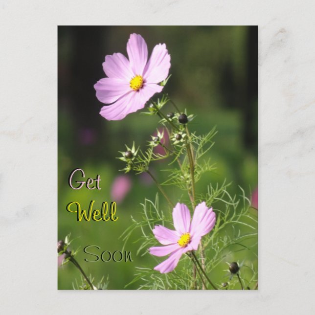 Postale Belles fleurs de Cosmea, Guérissez vite Carte post (Devant)
