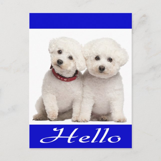 Postale Bichon Frise Chien Chien Chien Bonjour Carte de po (Devant)