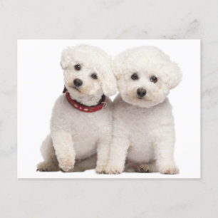 Postale Bichon Frise Chien Chien Chien Vierge Carte postal