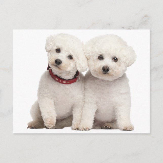 Postale Bichon Frise Chien Chien Chien Vierge Carte postal (Devant)