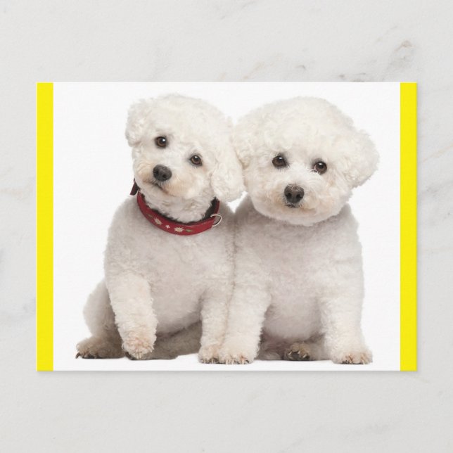 Postale Bichon Frise Chien Chien Chien Vierge Carte postal (Devant)