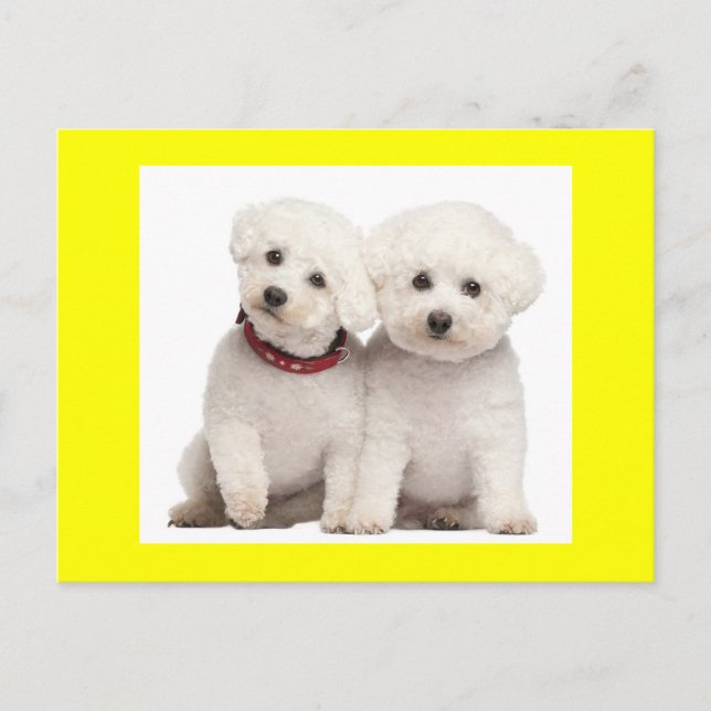 Postale Bichon Frise Chien Chien Noir Carte de poste de vo (Devant)