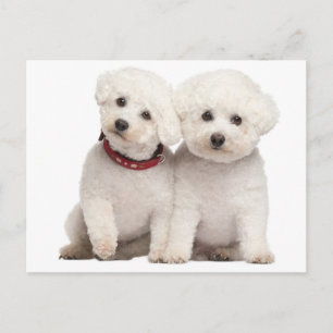 Postale Bichon Frise Chien Chien Noir Carte de poste de vo