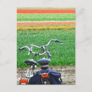 Postale Bicyclettes garées Spring Tulip Field Carte postal