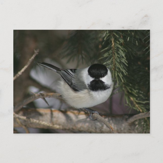 Postale Black Capped Chickadee Wildlife Series #3 Carte po (Devant)