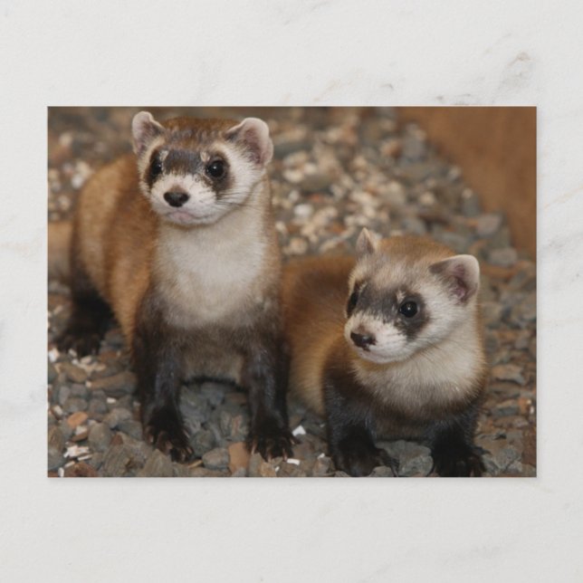 Postale Black Footed Ferret Wildlife Series # 7 Carte post (Devant)