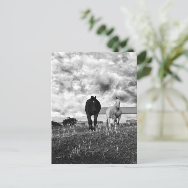 Postale Black White Horse Greeting Photographie, Carte pos (Debout devant)