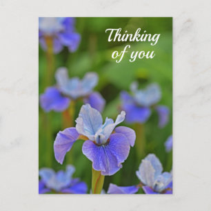 Postale Blue Iris Flower Portrait Penser à vous Carte post