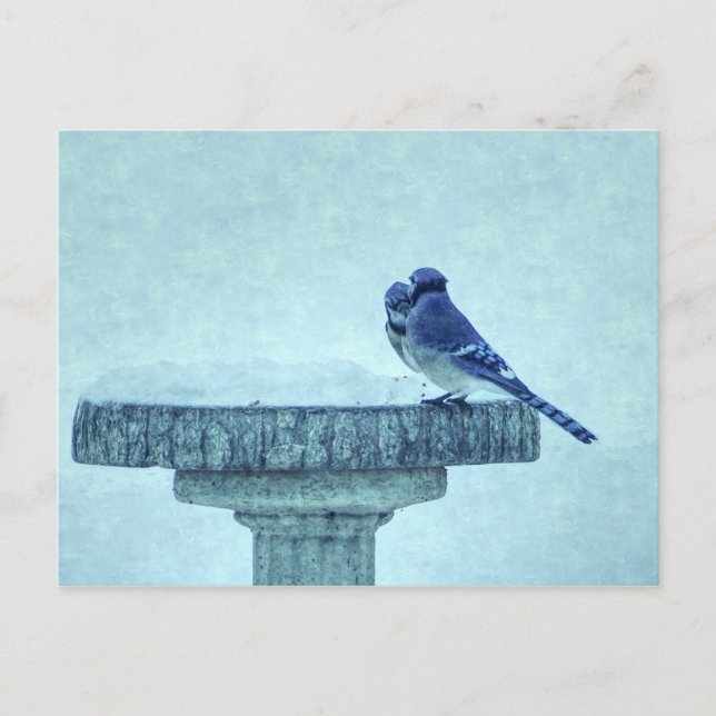 Postale Blue Jays Winter Nourriture Painterly Carte postal (Devant)