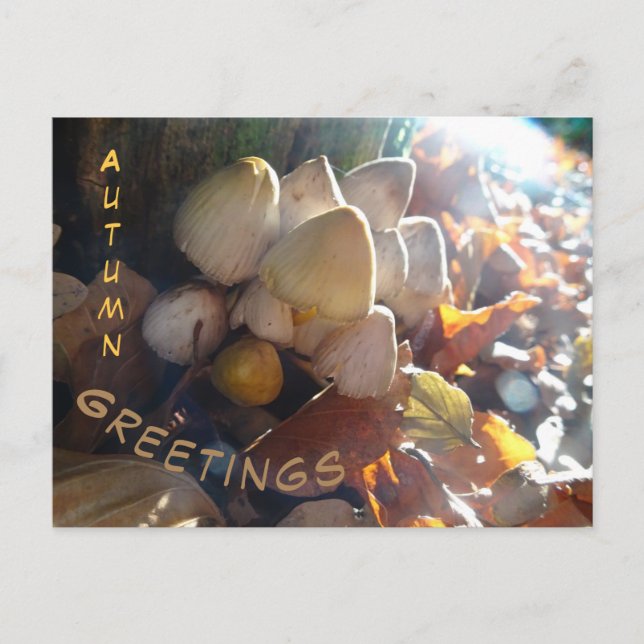 Postale Bonjour Automne Toadstools Sunny Cust. Carte posta (Devant)