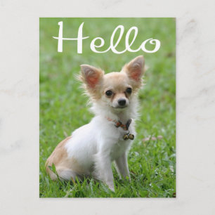 Postale Bonjour Chihuahua chiot à poils longs Carte Postal