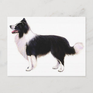 Postale Bonjour chiot Border Collie Graphique Carte Postal