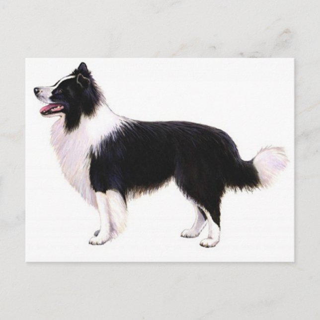 Postale Bonjour chiot Border Collie Graphique Carte Postal (Devant)