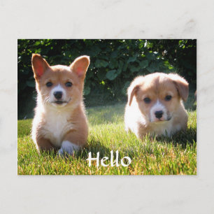 Postale Bonjour Welsh Pembroke Corgi Puppy Chien carte pos
