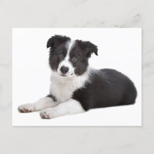 Postale Bordure Collie Chien Chien Chien Vierge Carte post