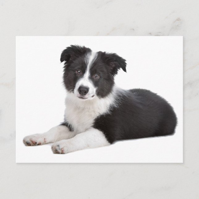 Postale Bordure Collie Chien Chien Chien Vierge Carte post (Devant)