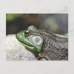 Postale Bullfrog Thoughts Photographie de la nature Carte 
