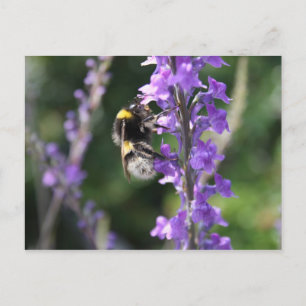 Postale Bumble Bee Collecte Carte de poste de pollen