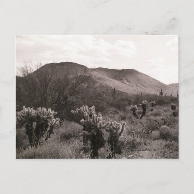 Postale Cactus du désert Sauts Cholla B&W Photo Carte post (Devant)