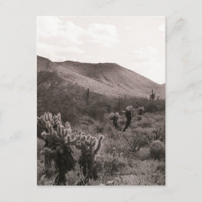 Postale Cactus du désert Sauts Cholla B&W Photo Carte post (Devant)