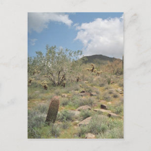 Postale Cactus Pastoral Sonoran Arizona Photo Carte Postal