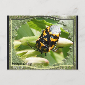 Postale Calendrier des bogues de l'arlequin puant ~ carte