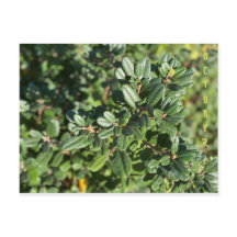 CALIFORNIE COULEURS NATIVES : OCTOBRE CARTE POSTAL