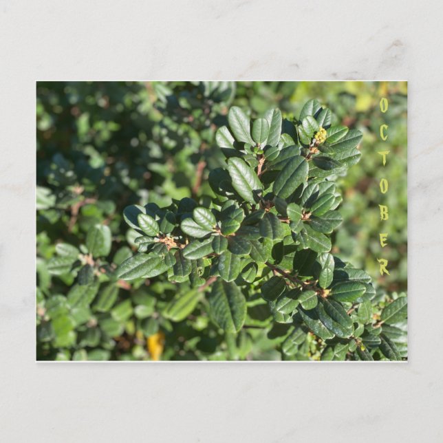 POSTALE CALIFORNIE COULEURS NATIVES : OCTOBRE CARTE POSTAL (Devant)