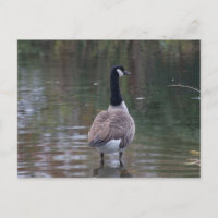 Canada Goose debout en eau peu profonde Carte post