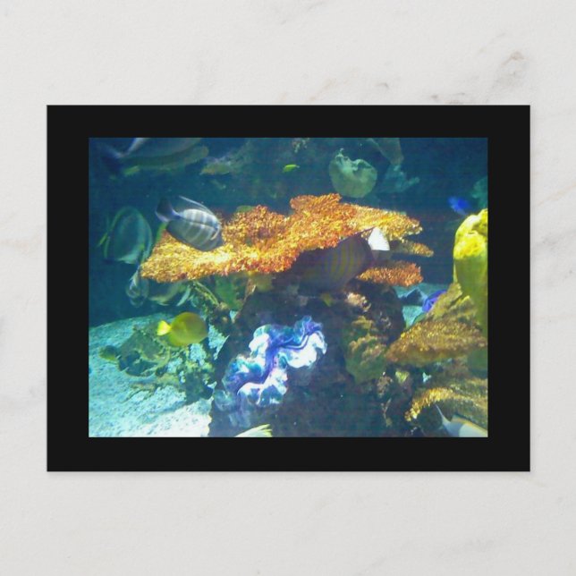 Postale Carte Aquarium (Devant)