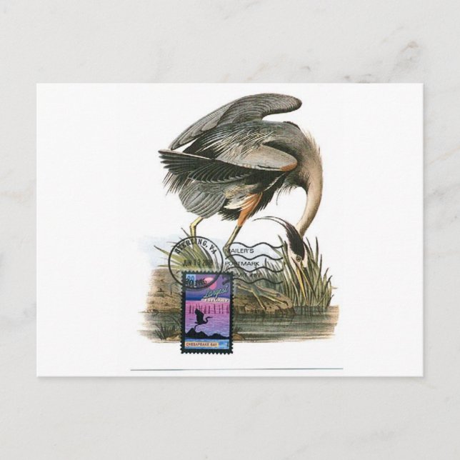 Postale Carte Audubon au maximum du Grand Héron Bleu (Devant)