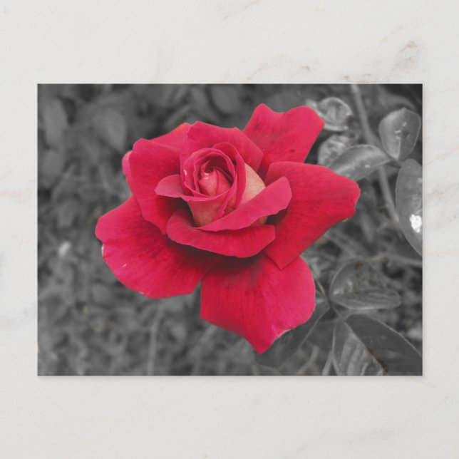 Postale Carte Black White Red Rose (Devant)