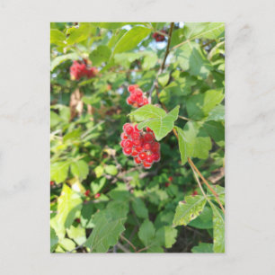 Postale Carte blanche aux baies rouges