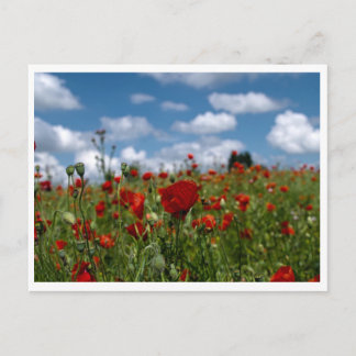 Postale carte champs de coquelicot