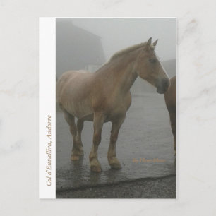 Postale Carte cheval sous la pluie