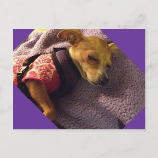 Postale carte Chihuahua blonde