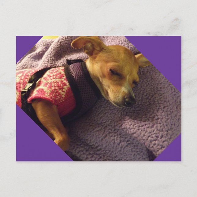 Postale carte Chihuahua blonde (Devant)