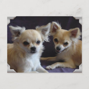 Postale Carte Chihuahua humour