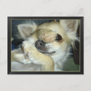 Postale Carte Chihuahua humour
