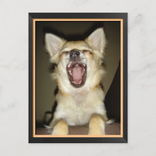 Postale Carte Chihuahua humour