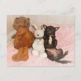 Postale carte chihuahua marron nounours peluches humour