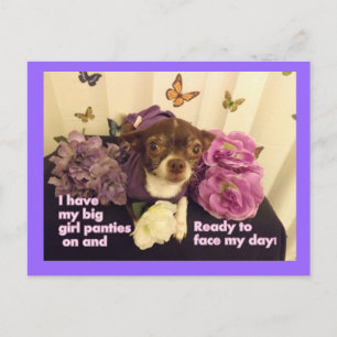 Postale Carte Chihuahua pour les grandes filles