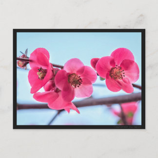 Postale Carte Cognassier du Japon