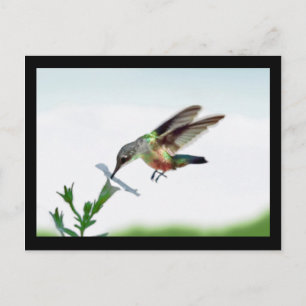 Postale Carte Colibri encadrée